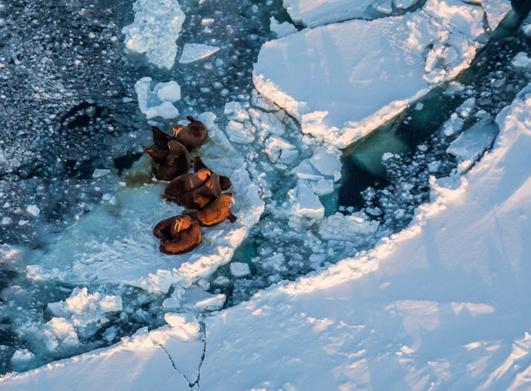 Walrus hauled out on the sea ice near King Island. The island is located in the Bering Sea, an increasingly important arctic shipping route. (Loren Holmes, Alaska Dispatch)