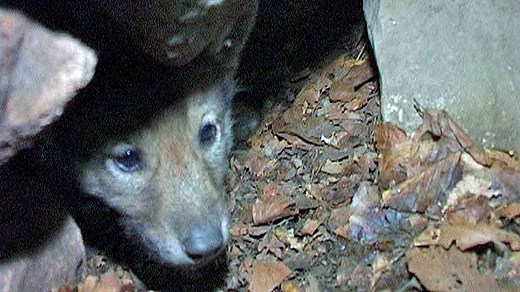 The plan to place out wolf cubs born in zoos is an attempt to get new genes into the Swedish wolf population. Photo: Rebecka Fogelmark/Scanpix. Radio Sweden.