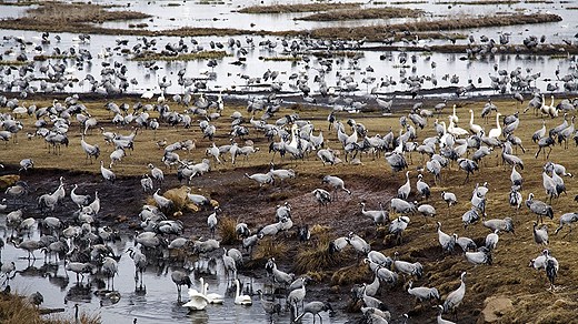 Cranes gather at Lake Hornborga. Photo: Erik Abel/Scanpix.