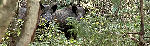 Wild boars. Photo: Erland Vinberg/Scanpix. Radio Sweden. 