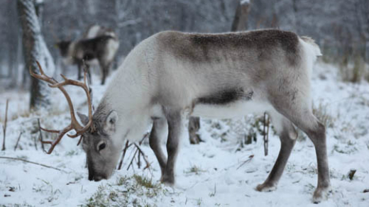 One of the reindeer at Tromsö University. Photo: Malin Avenius. sverigesradio.se