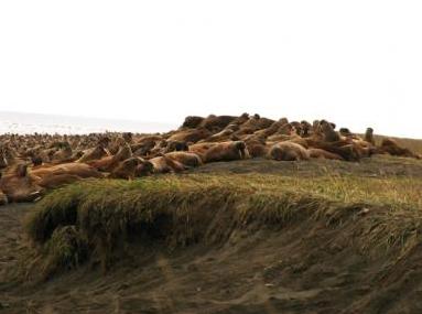 Walrus high on the barrier Island beaches (USGS photo). Alaska Dispatch 