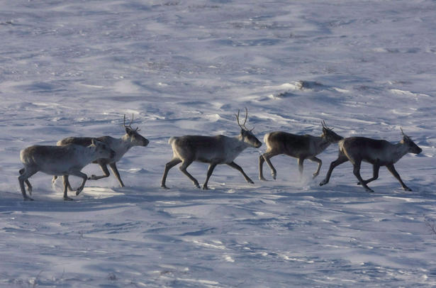 A vast herd of northern caribou that scientists feared had vanished from the face of the Earth has been found, safe and sound - pretty much where aboriginal elders said it would be all along. Photo: Nathan Denette, The Canadian Press. 