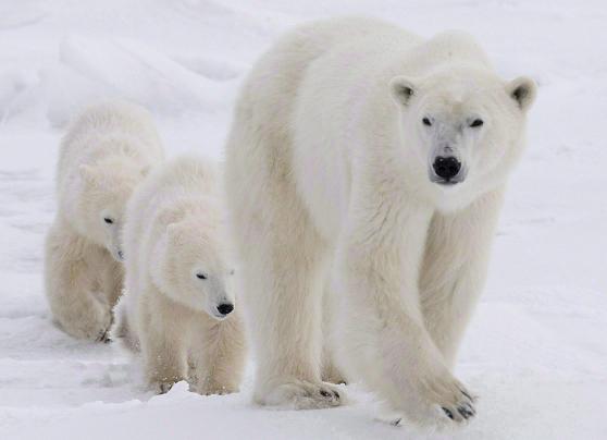 A polar bear mother and her two cubs. Photo: Jonathan Hayward, The Canadian Press. 