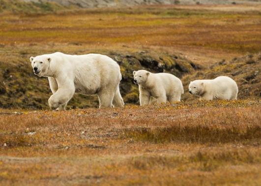 A polar bear mom and her cubs exploring the tundra in Kaktovik, Alaska. September 7, 2012. Photo: Loren Holmes, Alaska Dispatch. 