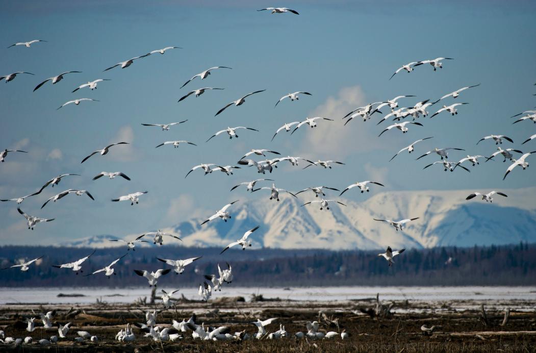 Alaska lanscape. Oil and gas development in the state remains much debated. (Marc Leste/The Anchorage Daily News/AP) 