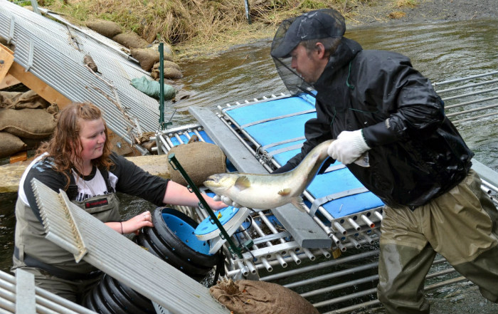 Alaska_chinook_salmon