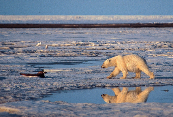 Alaska_polar_bear