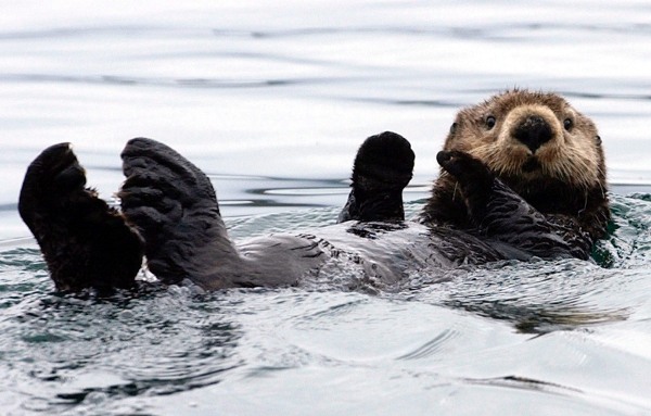 Alaska_sea_otter