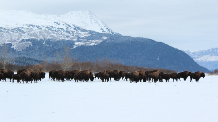 Alaska_wood_bison_herd