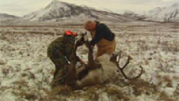 Yukon hunters take a caribou along the Dempster Highway in 2009, after restrictions were introduced in an effort to preserve the Porcupine herd. Image CBC. 