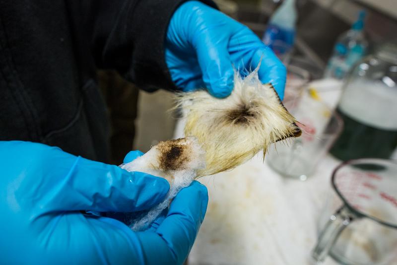 While dish soap can very easily remove crude oil from polar bear fur, the specific cleaning method often leaves oil underneath the top layer of fur. Photo: Loren Holmes. Alaska Dispatch. 