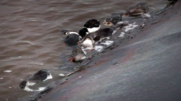 Dead birds were found at Talvivaara in April. Image: Yle  