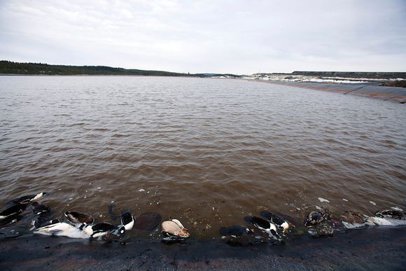 Some of the dead birds found in the Talvivaara reservoir. Image: Tommi Taipale. YLE News