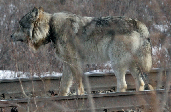 Denali_Park_wolf_1