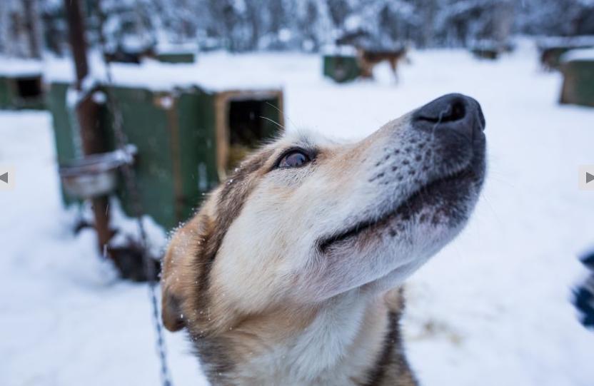 One of DeeDee Jonrowe's sled dogs at her Willow kennel. Feb 17, 2013. Photo: Loren Holmes, Alaska Dispatch. 
