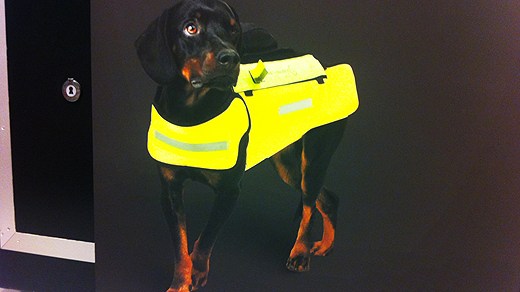 One of the protective vests that can help dogs against wild boar attacks. Photo: Tomas Lindberg/Swedish Radio