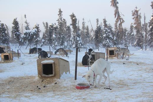 Dog yard waking up in Inuvik, Canada. Photo: Eilis Quinn, Radio Canada International.