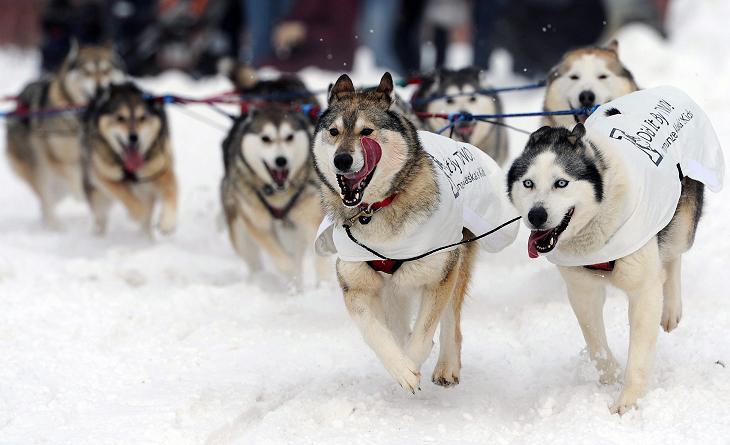 The dog team of Mike Ellis during the ceremonial start of the Iditarod Trail Sled Dog Race on Saturday, March 2, 2013, in Anchorage, Alaska. The competitive portion of the 1,000-mile race is scheduled to began on Sunday in Willow, Alaska. (AP Photo/Anchorage Daily News, Bill Roth)