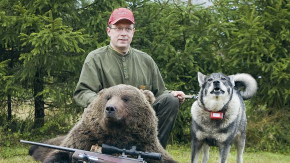 The Ylikylä hunters' club felled this bear in Kemijärvi. Image: Ylikylän metsästysseura  