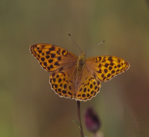 The Silver-washed fritillary has rapidly expanded its range northward due to global warming. Photo Juha Pöyry, SYKE 