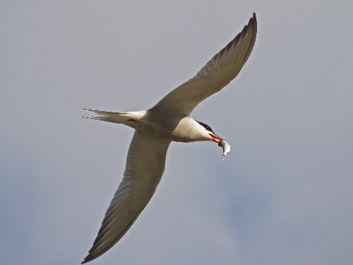 The Common Tern, a long-distance migrant, is arriving in Finland earlier due to global warming.