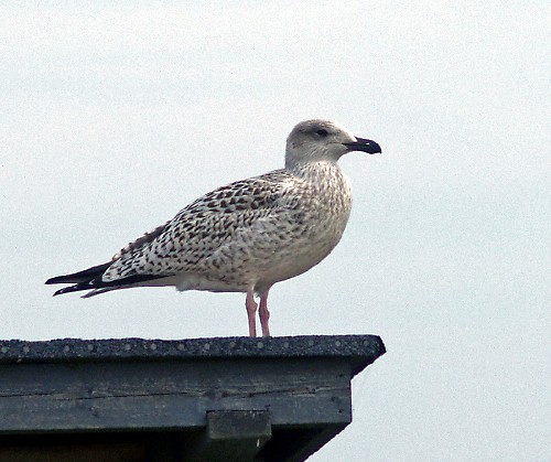 The Great Black-backed Gull is migrating earlier than most other species. Photo Esa Lehikoinen, University of Turku