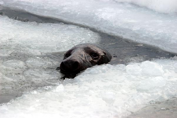 The Saimaa ringed seal is heavily dependent on snow and ice during the breeding season. Photo courtesy Finnish Tourist Board 