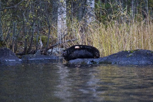 With fewer than 300 individuals, the Saimaa ringed seal is on the brink of extinction. Photo courtesy Finnish Tourist Board 