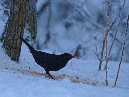 The warmer climate means the Blackbird is arriving in Finland earlier than ever. Photo Esa Lehikoinen, University of Turku 