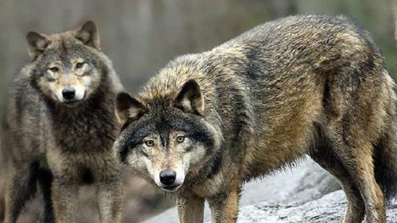 Do they know what is coming? Wolf hunt starts on Saturday. Photo: Jonas Ekströmer/Scanpix