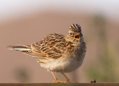 The Skylark, which winters in Western Europe, has been able to adapt its migration to warmer weather.