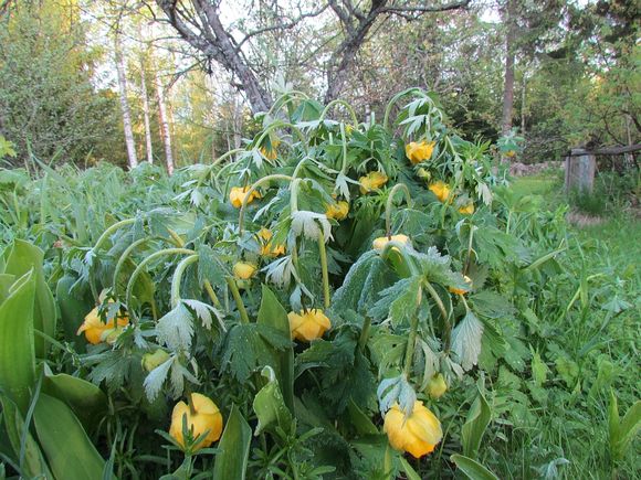 Summer night frosts are not too rare in Lapland. Image: Markku Heinonen  