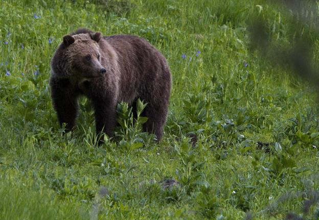 A grizzly bear roams near Beaver Lake in Yellowstone National Park, Wyoming, Wednesday July 6, 2011. Photo: Jim Urquhart, AP
