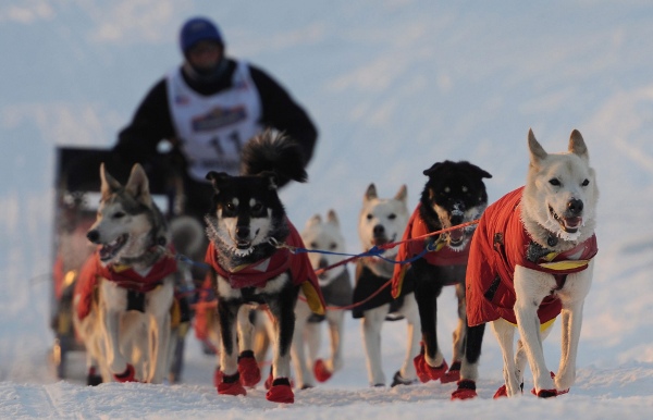 Iditarod_2013