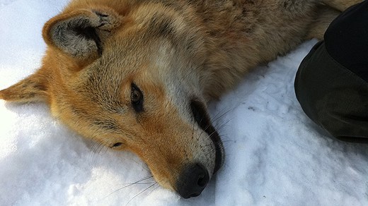 The 'Junsele' wolf put to sleep for the fourth time. Wildlife experts say it's cruel and unethical to keep drugging and moving the animal. But when the EPA ordered that the wolf be hunted and killed, environmentalists had the hunt stopped by a court. (Johan Nyqvist/Länsstyrelsen Jämtlands län/Radio Sweden) 