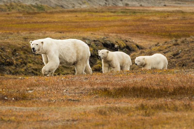 A polar bear mom and her cubs exploring the tundra in Kaktovik. September 7, 2012. Photo: Loren Holmes. Alaska Dispatch. 