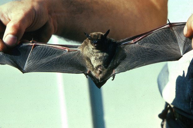 Admittedly, even state biologists don’t know much about the nature of bats in Alaska, because they’re apparently spread widely but spotted infrequently. USFWS. Alaska Dispatch. 