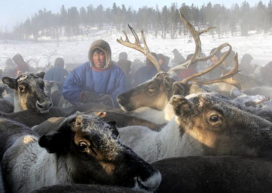 A Nenets herdsman gathering his reindeer as they prepare to leave a site outside the town of Nadym, 3,800 km North-East of Moscow in Siberia. AFP PHOTO / TATYANA MAKEYEVA 