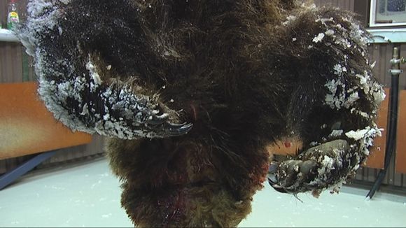 The carcass of the bear shot in Orivesi. Image: Marko Melto / Yle  