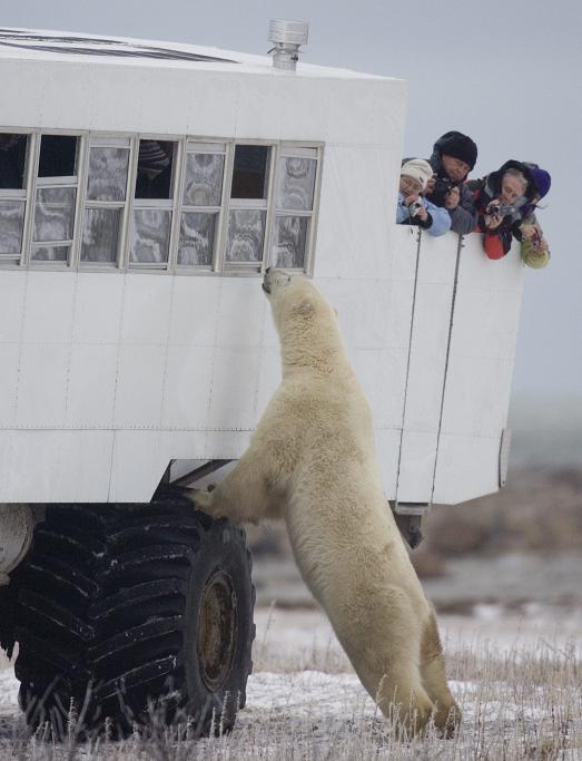 Polar_bear_and_tourists