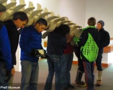 Gray whale 'migration' at the Pratt Museum. Volunteers shoulder the 600-pound spinal column. Photo courtesy Pratt Museum. Alaska Dispatch. 