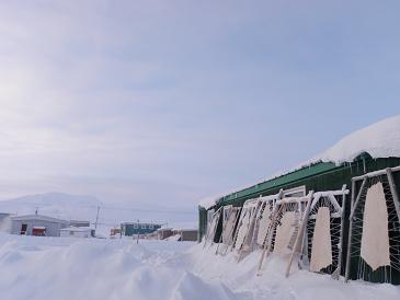 Hunters donate both seal skins and meat to members of the community. Photo by Eilís Quinn. 