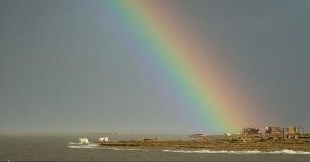 Polar bears playing in the water during a rainstorm in Kaktovik. September 6, 2012. Photo: Loren Holmes. Alaska Dispatch. 