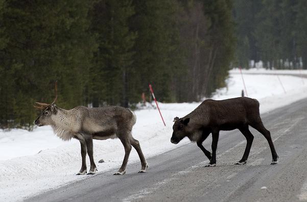 Reindeer in Swedish Lapland. Photo: Jonathan Nackstrand, AFP.