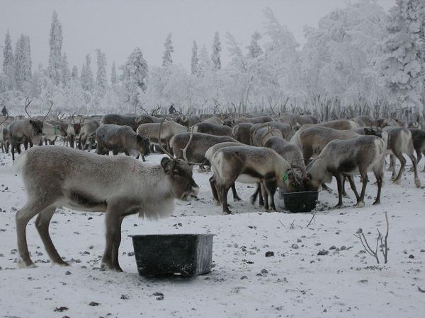  Reindeer at feeding time. Photo: Frida Fernqvist, SR Sámiradio