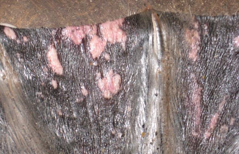 Skin lesions on a ringed seal flipper. (North Slope Borough Department of Wildlife Management, Alaska Dispatch)