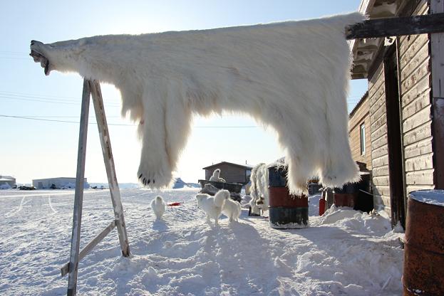 Polar bear skin outside home in Ulukhaktok. Photo: Eilís Quinn, Radio Canada International. 