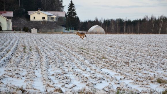 This wolf was spotted in Vartsala. Image: Teemu Nieminen. Yle.fi This wolf was spotted in Vartsala. Image: Teemu Nieminen. Yle.fi