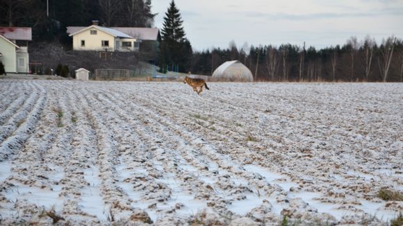 This wolf was spotted in Vartsala. Image: Teemu Nieminen. Yle.fi